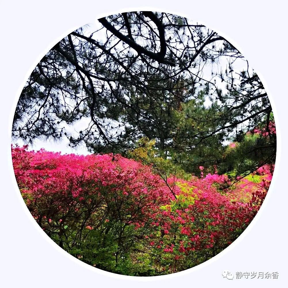 情满龟峰·诗涌花海