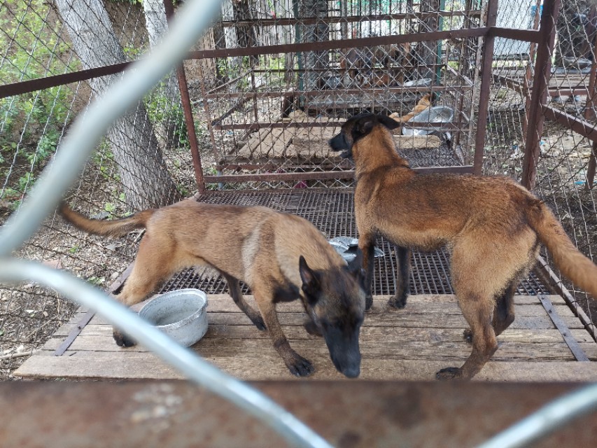 训练牧羊犬放牧的方法,如何快速训练牧羊犬放羊