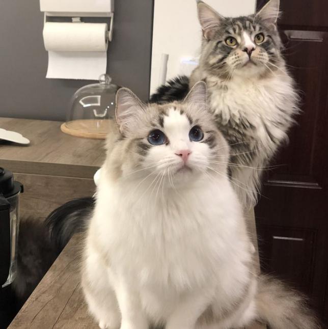 这辈子一定要养一个猫,这辈子一定要养只满眼都是你的狗