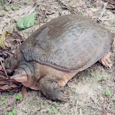 46斤百年巨鳖上岸被捉,百年巨鳖夜晚上岸被活捉