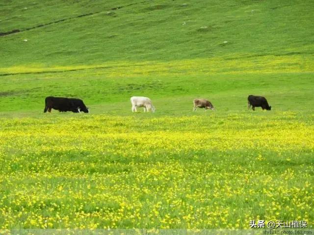 伊犁可克达拉草原,伊犁草原之旅