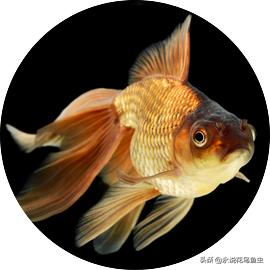 为什么金鱼有各种各样的颜色,金鱼有一条花色的好吗