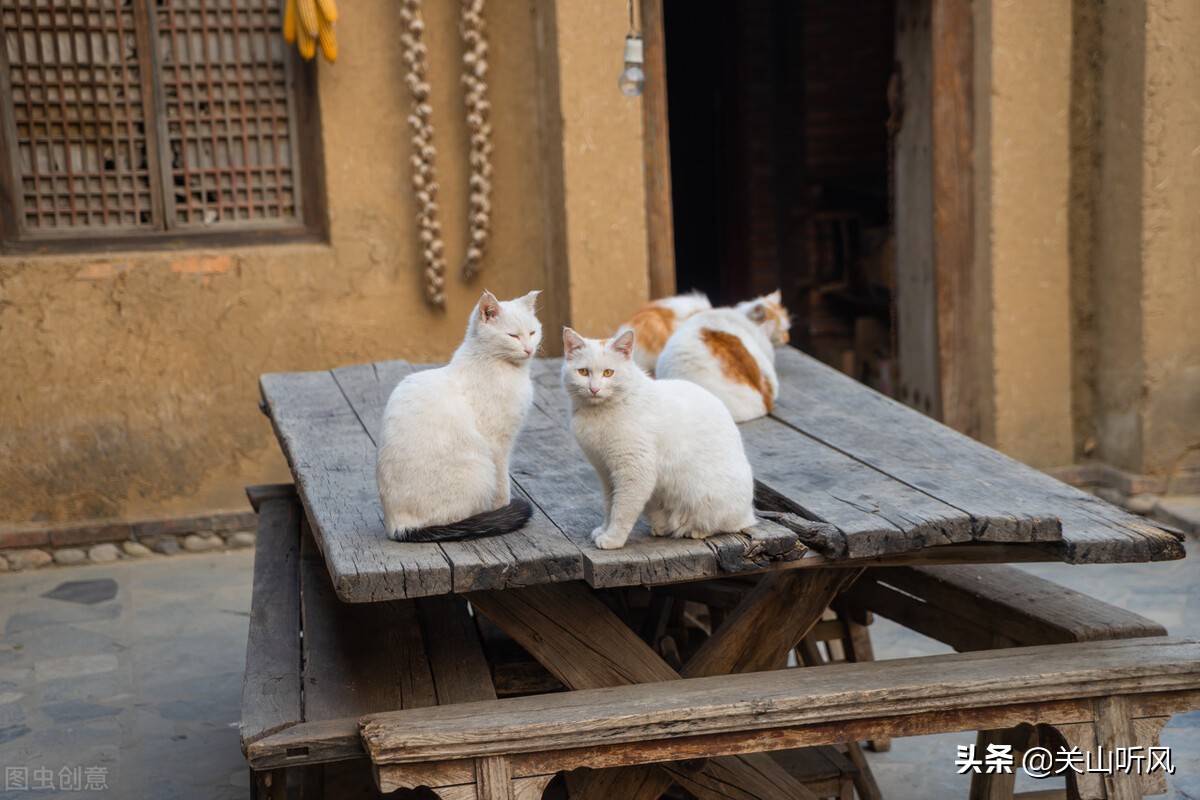 俗语“猪来穷,狗来富,猫儿来了戴麻布”,农村送小家畜的规矩?