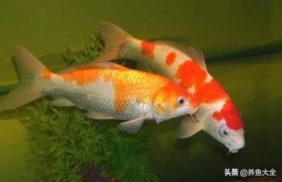 治疗鱼病最好的方法,鱼病的治疗心得