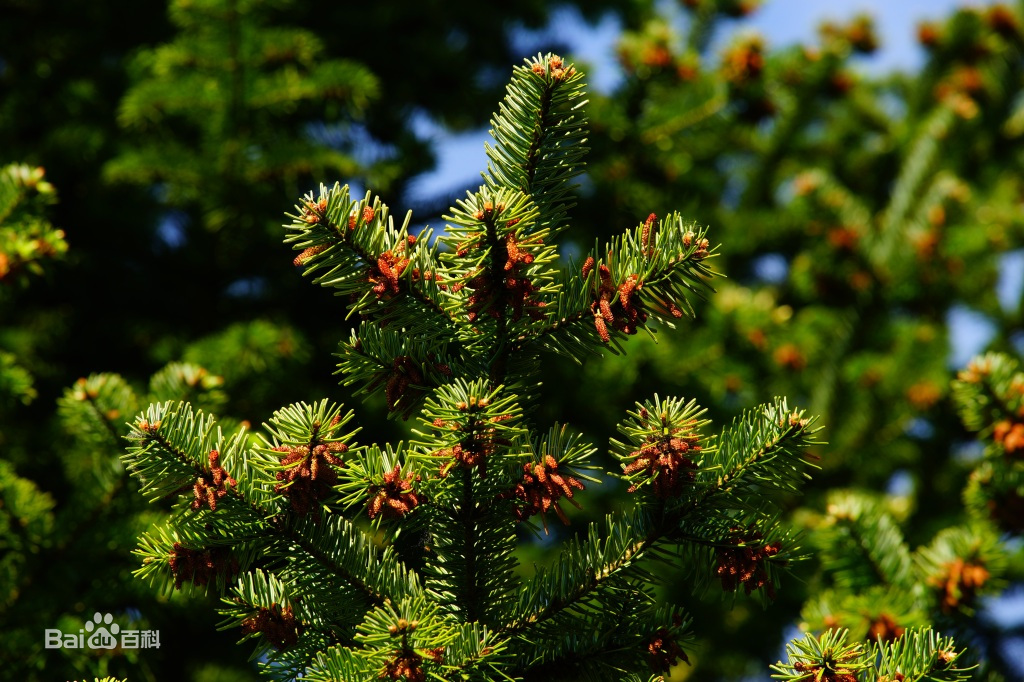 德国汉莎露西娜高端定制,德国汉莎露西娜定制属于什么档次