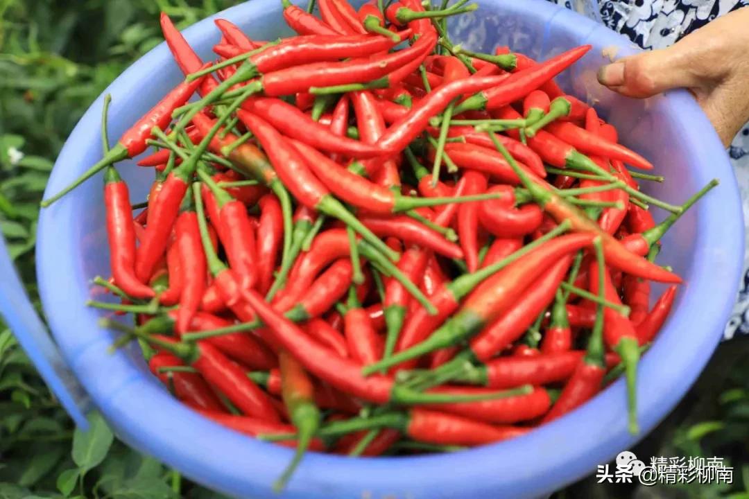乡镇辣椒丰收信息,火红的辣椒映出红红火火的日子