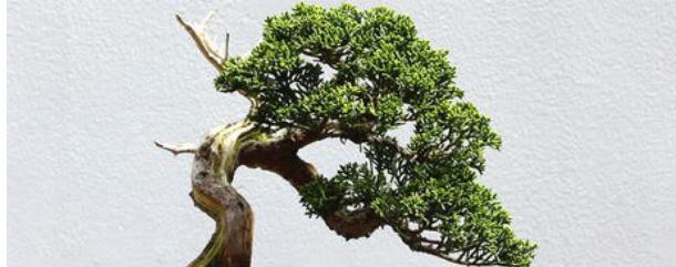 盆景初学入门技巧榕树,盆景初学入门技巧文竹