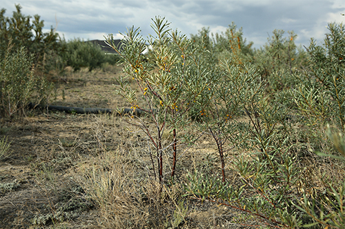 沙棘和沙枣区别,沙棘沙枣区别
