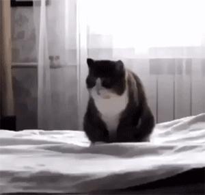 胖橘猫和黑猫,橘猫黑猫白猫哪个最可爱