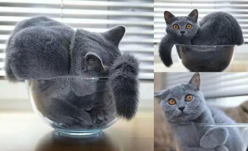 猫是固体还是液体,猫咪究竟是液体还是固体