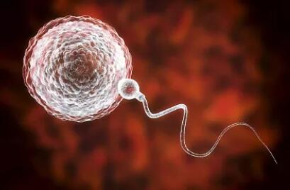 做试管婴儿要花多少费用呢,试管婴儿准备移植前怎样调理身体