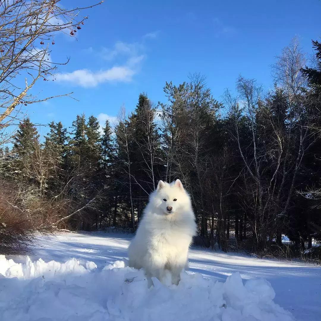 萨摩耶犬的5大特征,萨摩耶犬的特点是什么