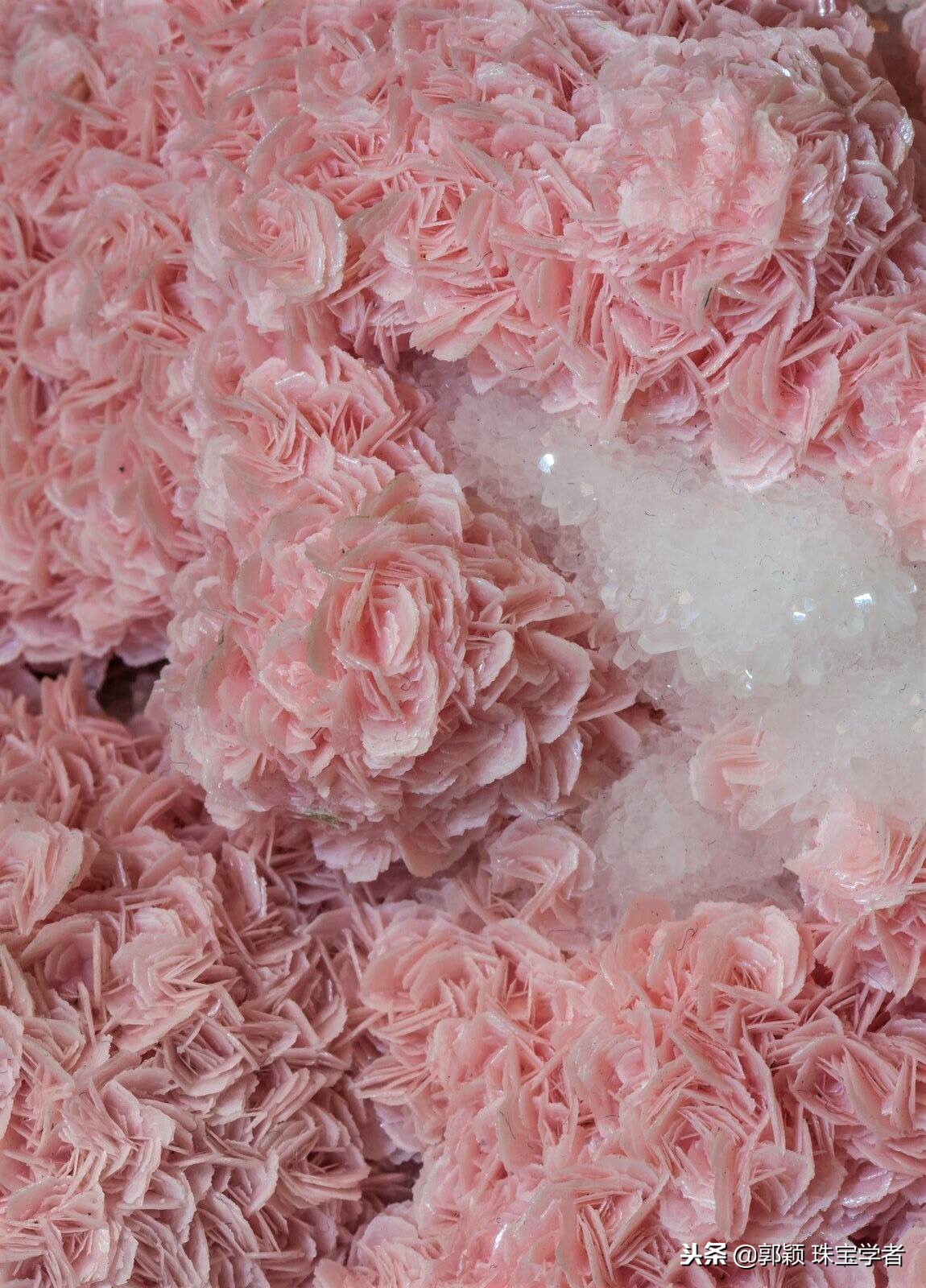 寒冷冬日，让那些永不凋零的“石头花”来温暖你