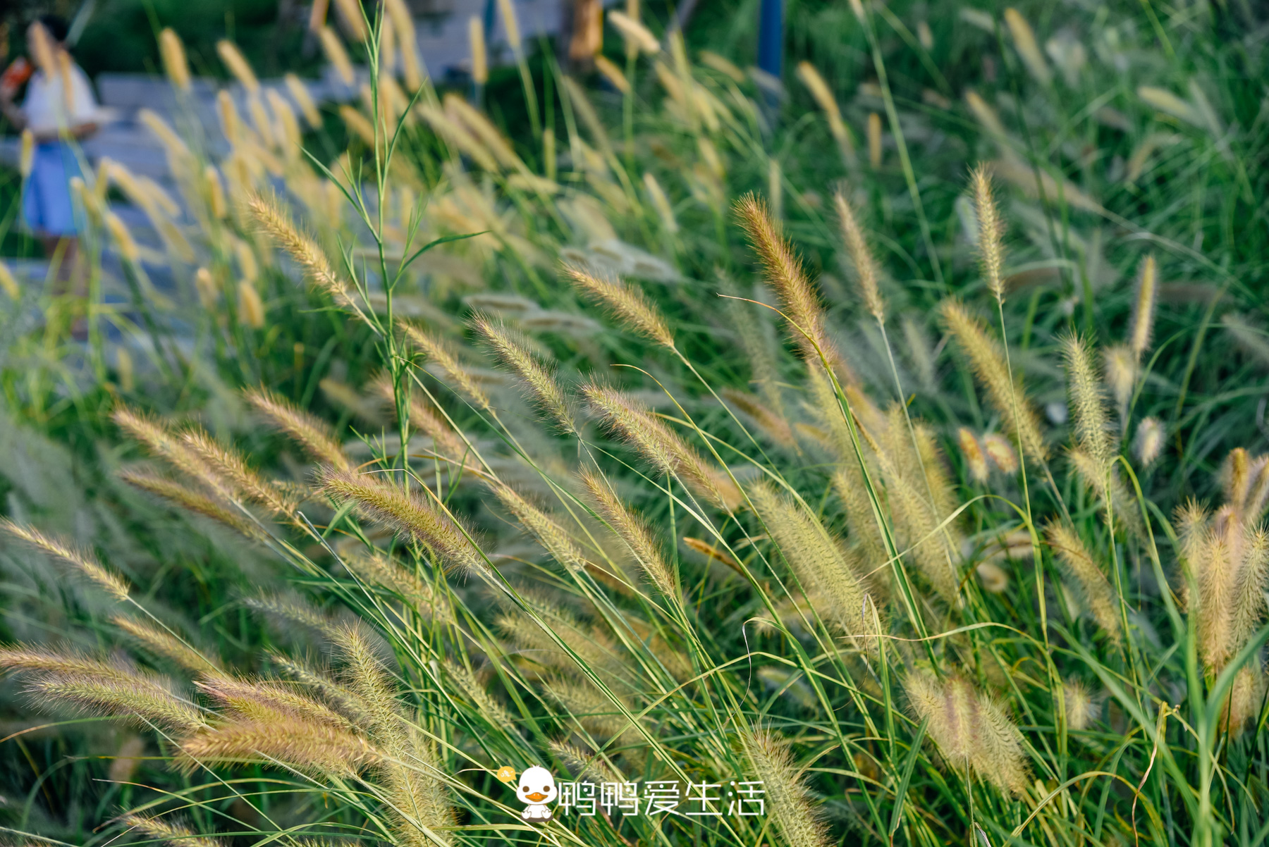 福建旅游景点免票景区,福建过年景区免票