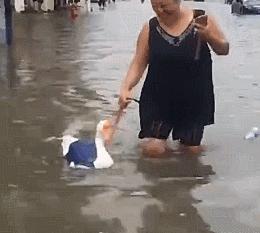 黄鼠狼在超市偷东西,黄鼠狼超市偷火腿肠