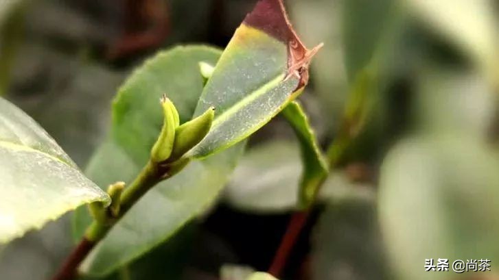 惊蛰与茶,惊蛰喝什么茶养生