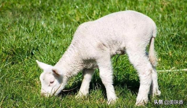 养羊的知识和方法技术,养羊人必须知道的养羊技术