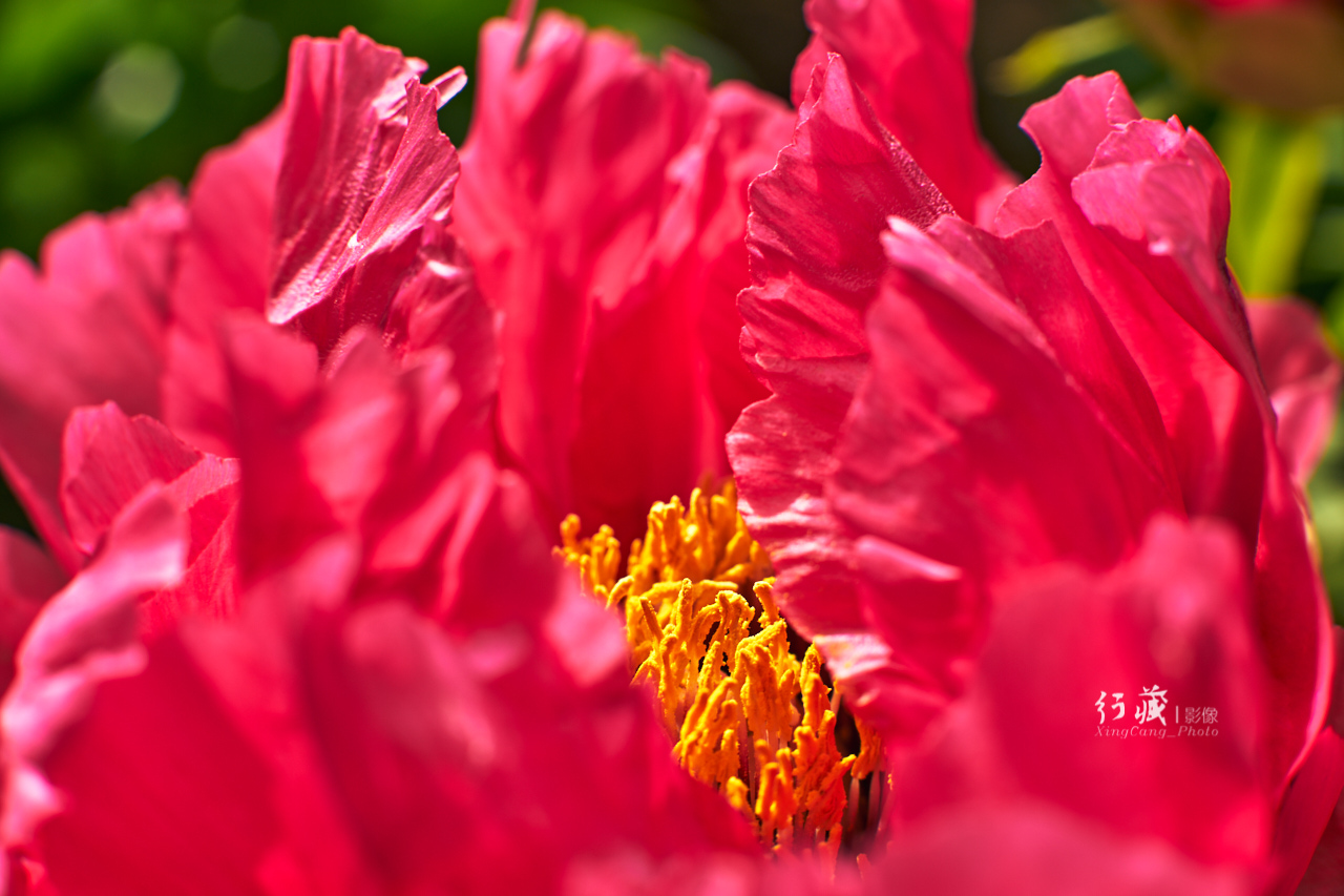 牡丹盛开的地方牡丹园,牡丹园牡丹花竞相绽放