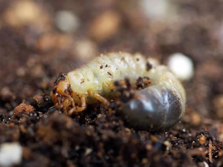 10种地下害虫10个绝招全消灭,危害萝卜的地下害虫