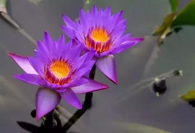 天价名贵药材,最贵的植物排行榜前十名