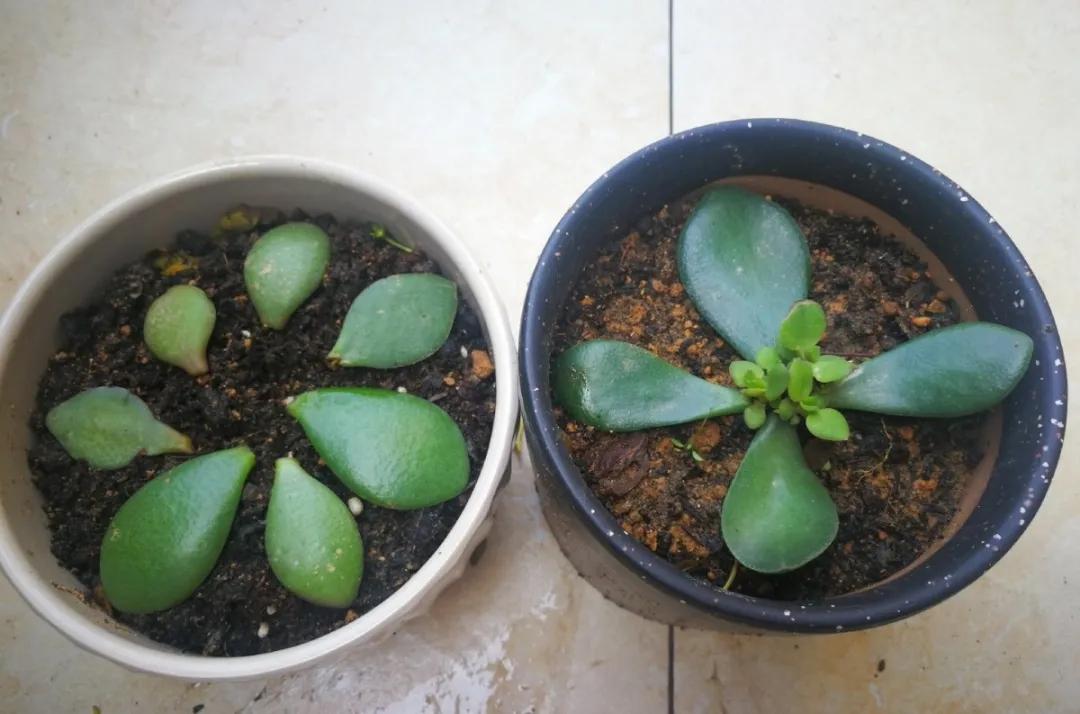 扦插花的养殖方法和技巧,养花扦插有妙招多肉