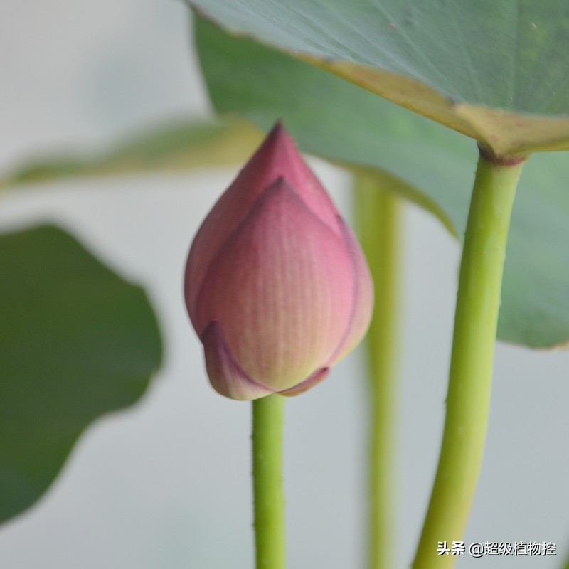 四季开花的香花植物,列举6种香花植物