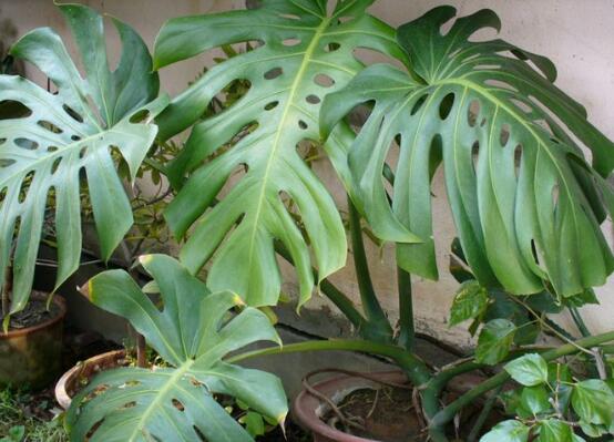 龟背竹烂根怎么快速解决,龟背竹烂根最好的处理方法