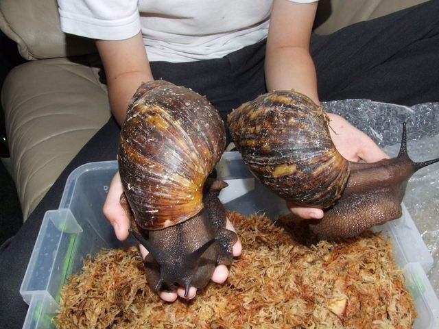 世界上100种最可怕的入侵物种,盘点几个最可怕的外来物种