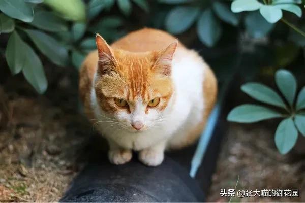 猫咪特别挑食吃得很少应该怎么办,关于猫咪不吃饭的原因分析