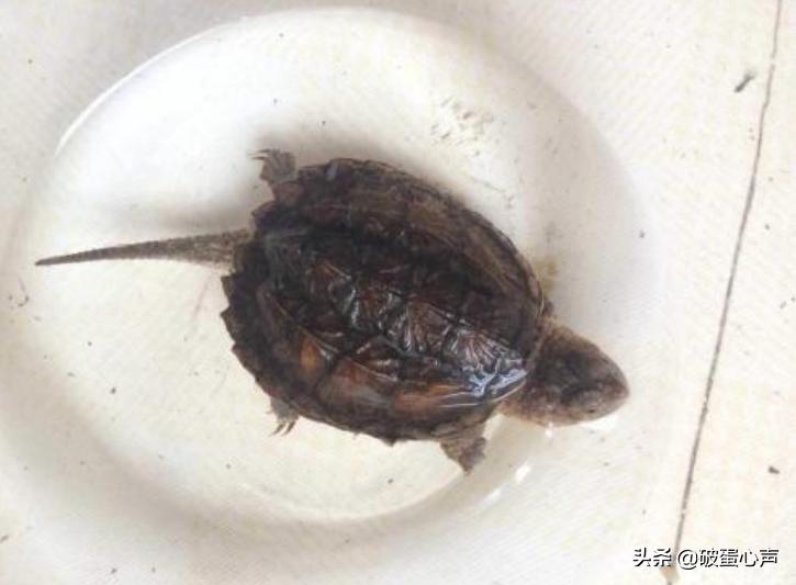 养龟到底换不换水好养活,养龟应注意哪几点