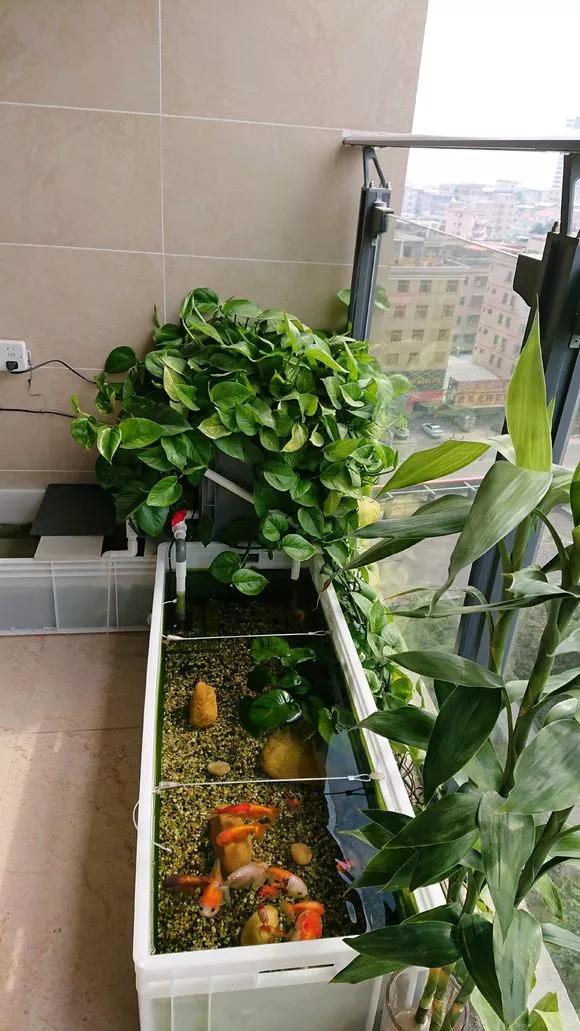 绿萝最爱的4种东西,四种让绿萝疯长的东西