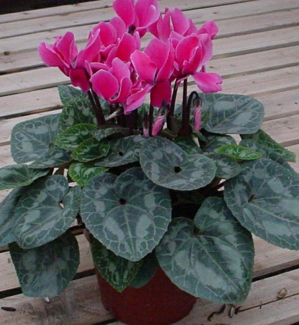 仙客来开的花萎蔫倒伏是什么原因,仙客来叶子变黄萎蔫是什么原因