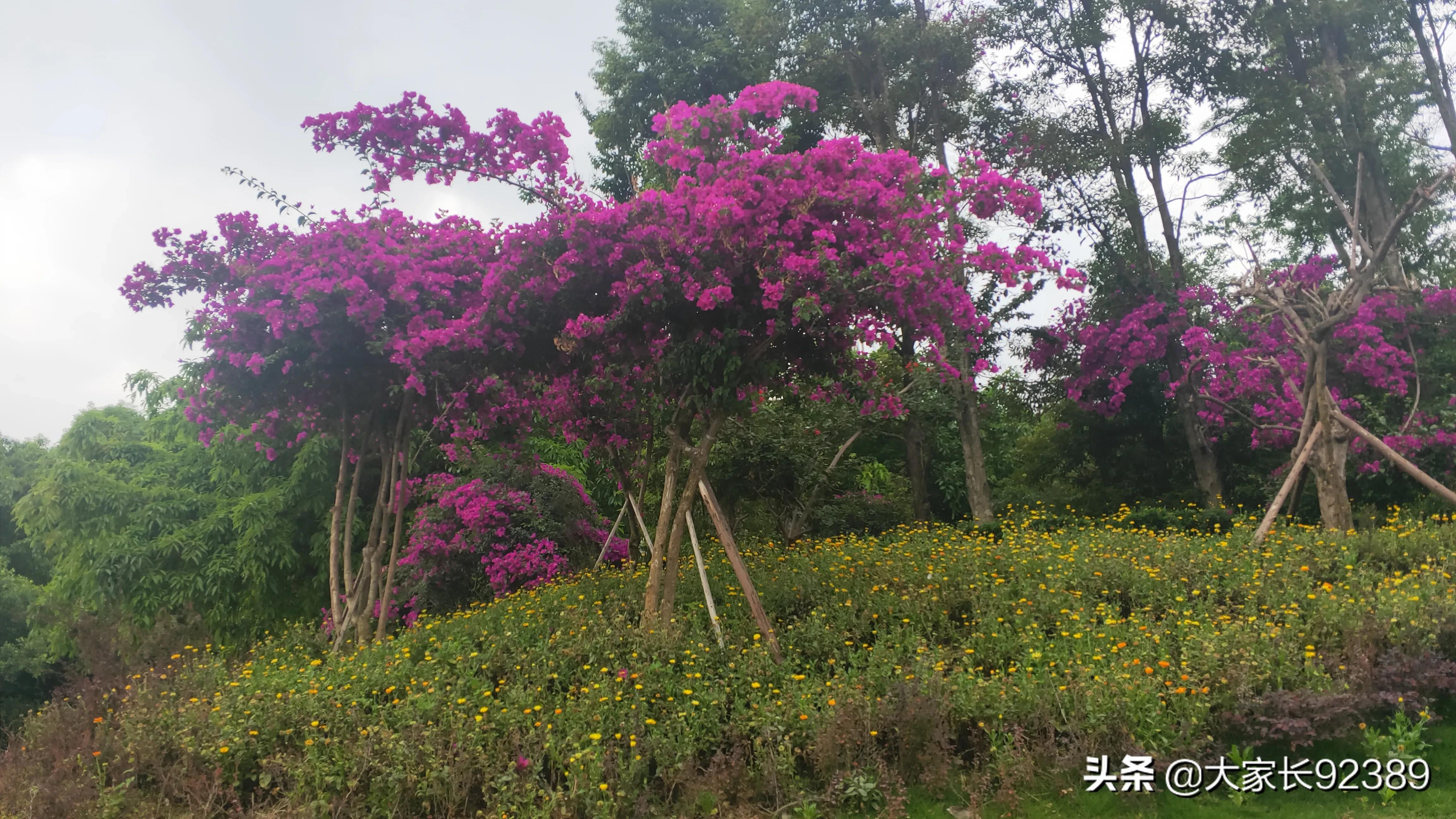 紫色的的英语,紫色的诗歌赏析