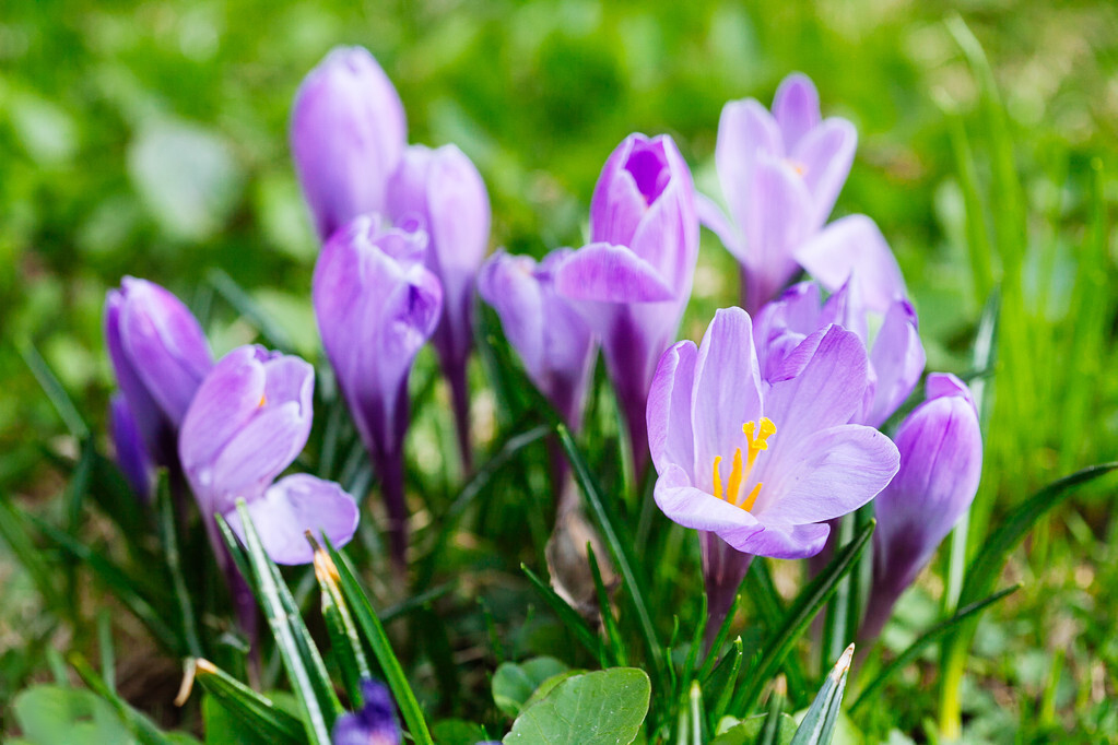 藏红花为什么泡出金黄色,藏红花为什么泡水是金黄色
