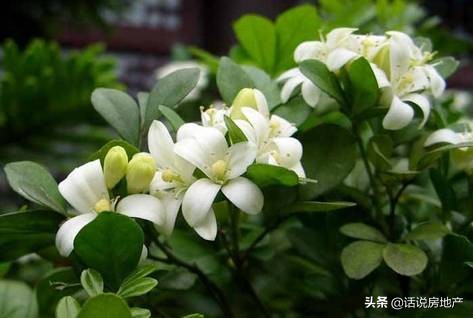 养好花六大关键十年养花经验总结,各种花卉养花技巧知识大全合集