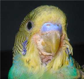鹦鹉常见疾病之:毛滴虫