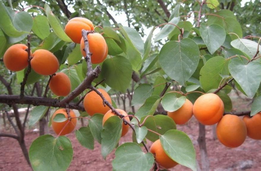 四川特色土货都有哪些,四川农村著名的美食有哪些