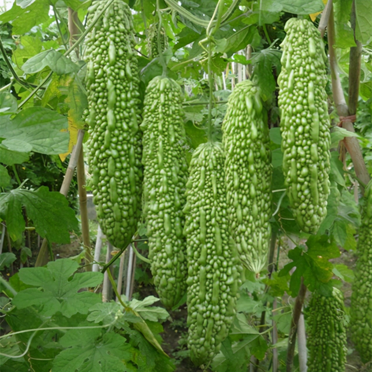 苦瓜套种大田怎么种植,苦瓜套种莴笋技术视频