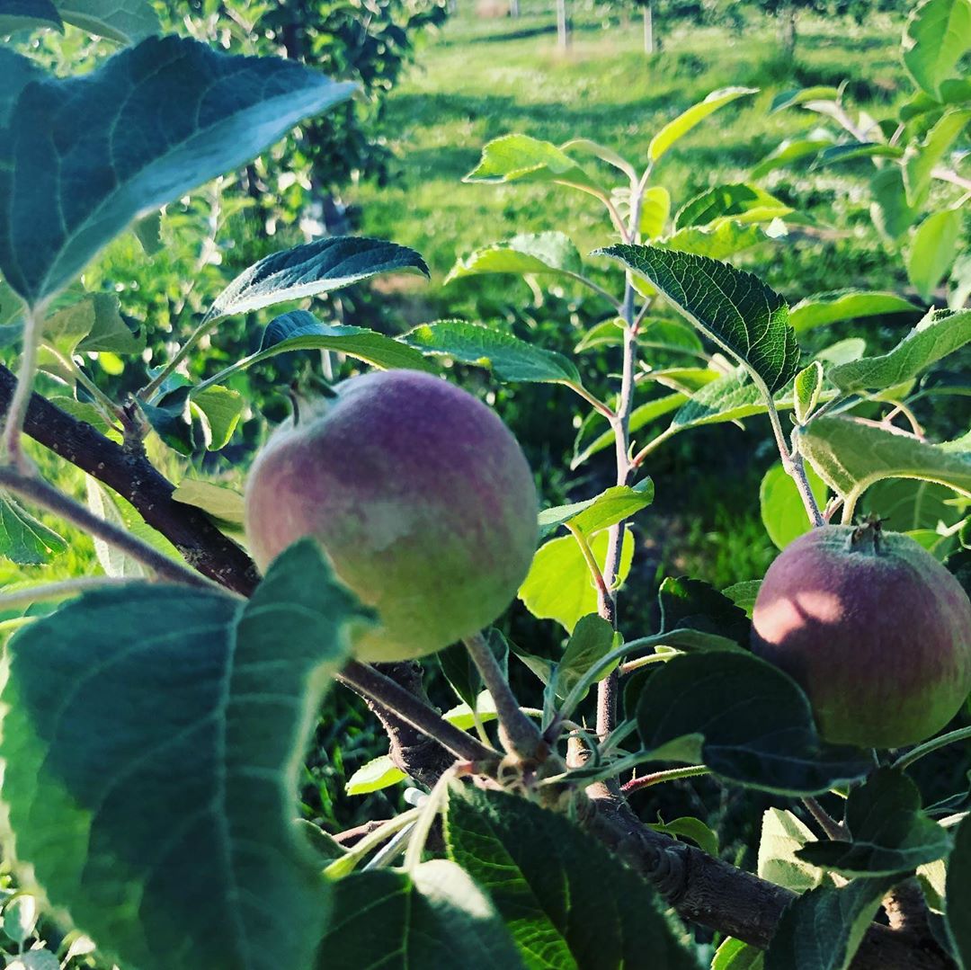 日本青森苹果图片,走进青森苹果园