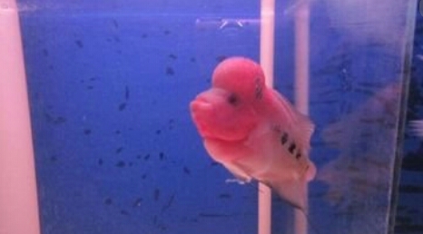 罗汉鱼拖白便用什么药,速倍妥治疗魟鱼肠炎