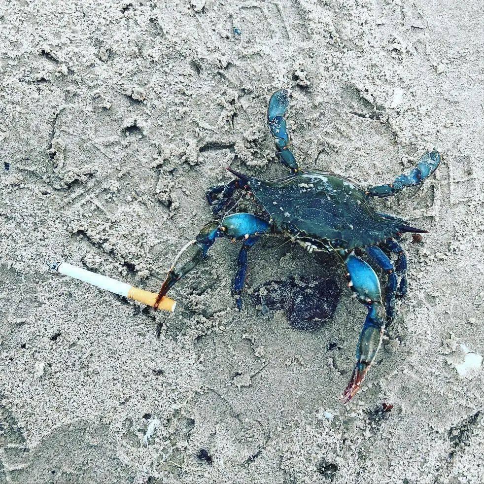 澳大利亚螃蟹成灾,澳大利亚的螃蟹成灾