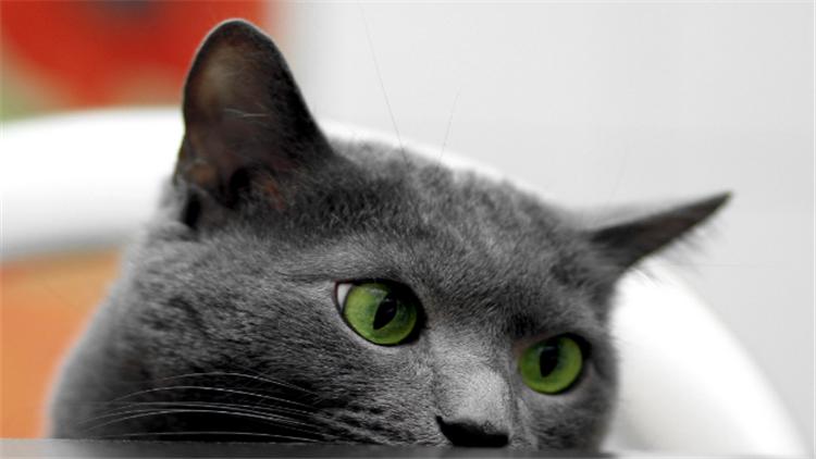 猫把人抓伤了怎么办,被猫抓伤了应该怎么办