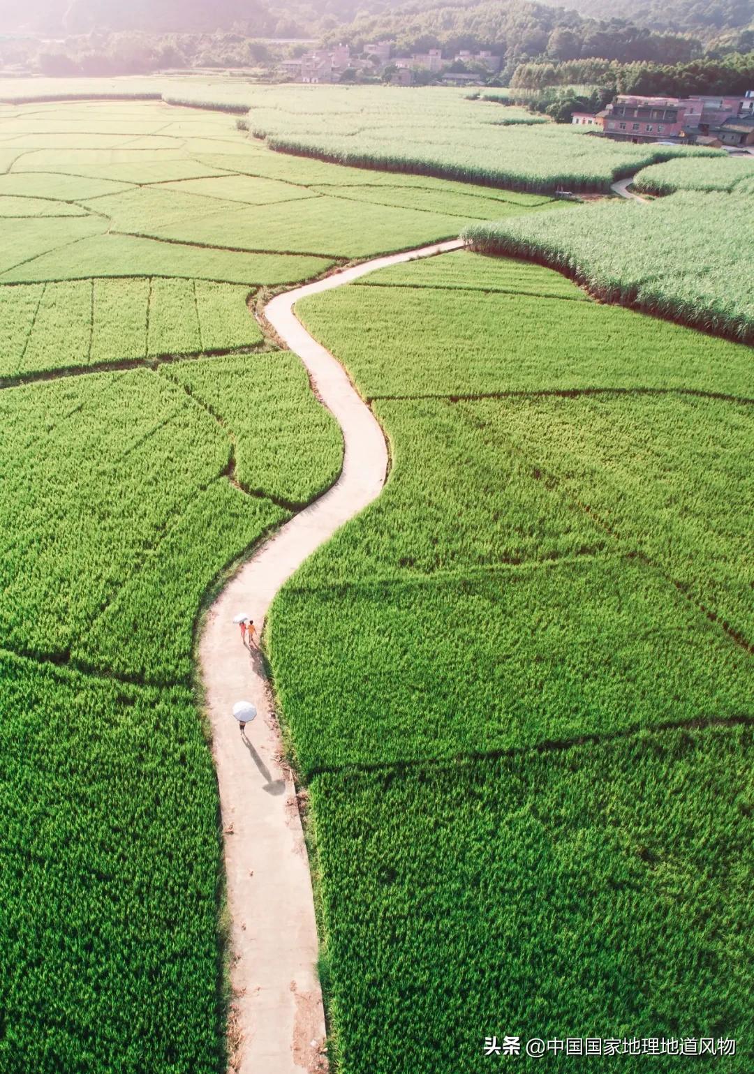 中国种水稻的省份地图,14亿大米图片