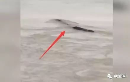 三峡怪物之谜,三峡大坝里的奇怪生物