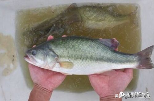 加州鲈啥水温会出问题,高温天气加州鲈生长缓慢原因为何
