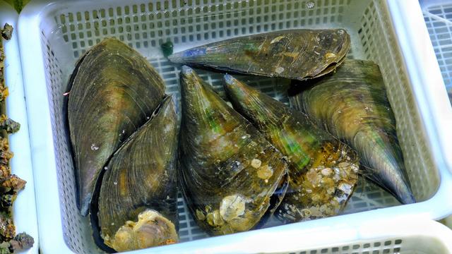 广东有什么适合游玩的岛屿,广东有什么好玩的海岛