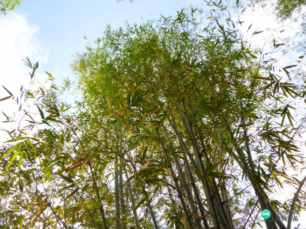院子适合种的花和设计,庭院设计植物大全