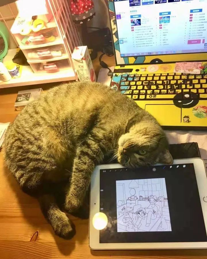 一个人养猫有什么烦恼,一个人生活养只狗靠谱吗