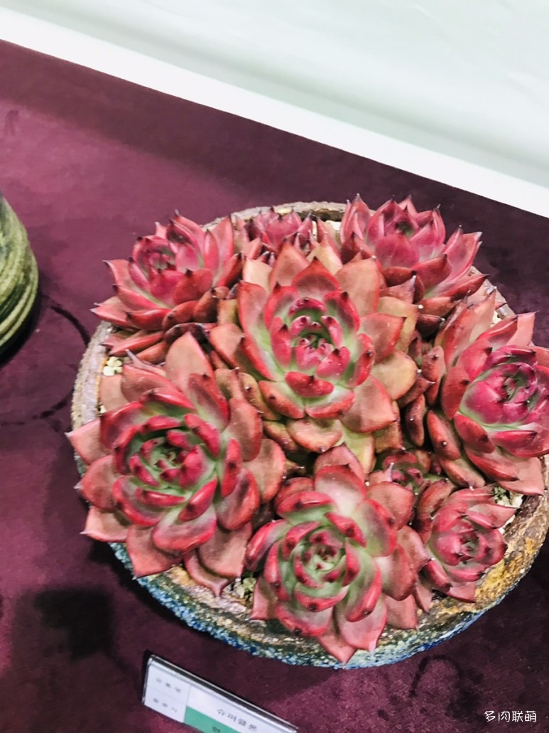 多肉欣赏桃美人,多肉植物欣赏