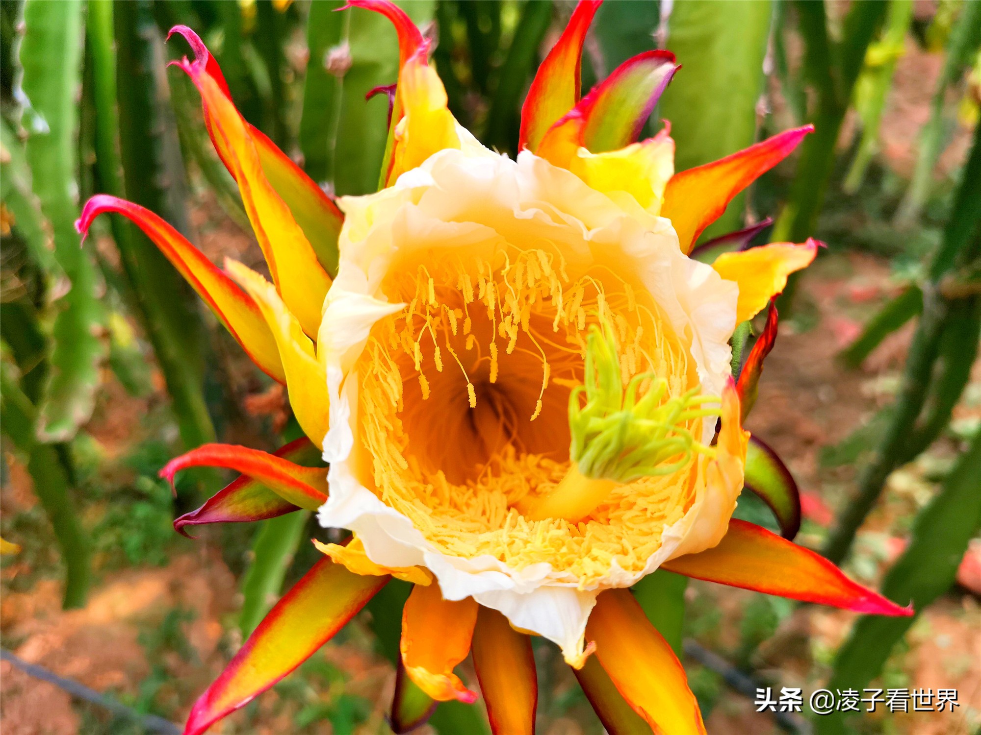 鐭冲搴勬収鐏簞鍥ソ鐜╁悧鍊煎緱鍘诲悧,鐭冲搴勬収鐏簞鍥檮杩戦噰鎽樺洯